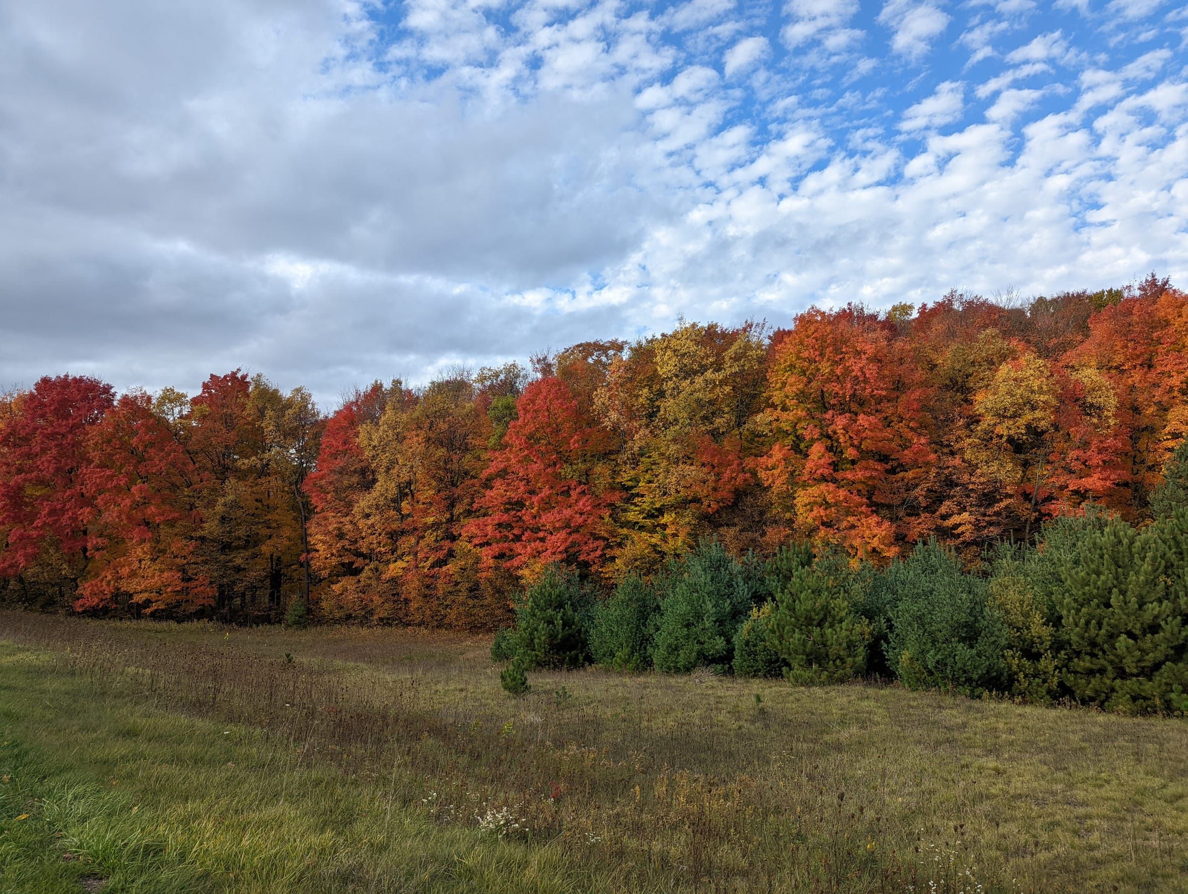 Forestry planning tools for Michigan landowners